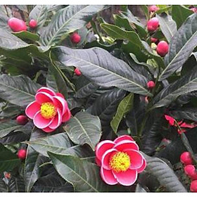 Mua cây hoa hải đường cao 80cm