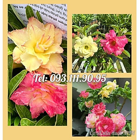 Cây hoa sứ ghép Thái Lan 2 màu vàng hồng nhiều tầng - Cây chưa có hoa – Mã số 2082