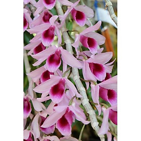 Cây giống lan Giả Hạc Di Linh Xuân - Cây giống gieo hạt năm 1 khoẻ mạnh, thường cho hoa vào mùa xuân, Thân to, hoa đẹp