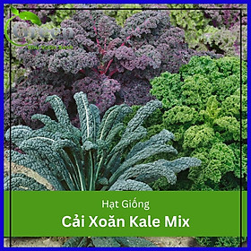 Mua Hạt giống cải xoăn Kale mix nhiều loại