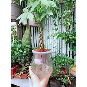 Mua Chậu Kim Ngân Thắt Bính Thuỷ Canh