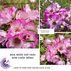Mua 1 Ký Cành Giống Hoa Mười Giờ Màu Kem Dịu Dàng Thái Đơn Nhập Khẩu Dễ Trồng Siêu Siêng Hoa Hoa Mười Giờ Bonsai & Phụ Kiện