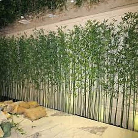 Mua CÂY  TRÚC QUÂN TỬ  -CÂY CỦA NGƯỜI QUÂN TỬ