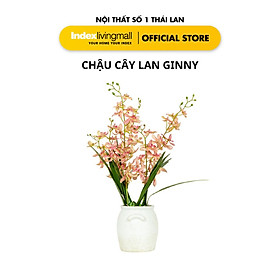 Chậu Cây Hoa Lan GINNY Màu Hồng Với Bình Gốm Trắng Trang Trí Nhà Cửa | Index Living Mall | Nội Thất Nhập Khẩu Thái Lan - Phân Phối Độc Quyền Tại Việt Nam