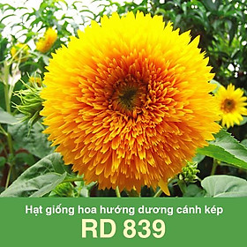 Mua Hạt Giống Hoa Hướng Dương Cánh Kép RD 839 - NON GMO -  Hạt giống Rạng Đông  Chất lượng vượt trội !