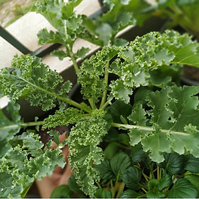 Mua Cải Xoăn Kale Mỹ Khổng Lồ 300 hạt