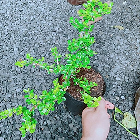 Cây Sam Núi Sam Trái Bonsai