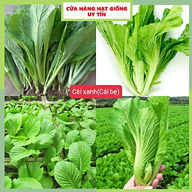 Mua Hạt Giống Rau Cải Bẹ Xanh Loại Siêu Dễ Trồng & Dễ Thu Hoạch Tặng kèm Hướng Dẫn Trồng