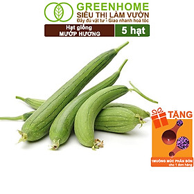 Mua Hạt Giống Mướp Hương Greenhome  Gói 5 Hạt  Dễ Trồng Quanh Năm  Nảy Mầm Cao  Thu Hoạch Nhanh  Năng Suất Cao T16