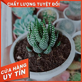 Combo 2 cây móng rồng Nhiều Người Mua