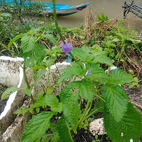 Mua Cây Đuôi Chuột Giống Cao 40cm