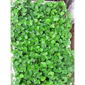 HẠT GIỐNG RAU MÁ -  CHỨA NHIỀU CHẤT DINH DƯỠNG