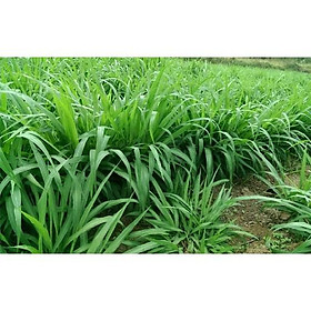 Hạt giống cỏ Mombasa Ghine - Cỏ xả lá lớn gói 1kg chất lượng cao, giống chuẩn