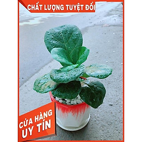 Mua Chậu Cây Bàng Singapore