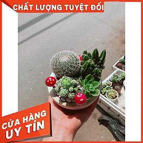 Mua Chậu xương rồng mix Nhiều Người Mua