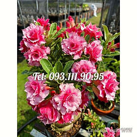 Hạt giống hoa sứ kép hồng tiên Thái Lan giống ghép - Bịch 10 hạt – Mã số 2080