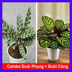 Combo cây đuôi phụng + cây đuôi công + tặng phân bón cho cây