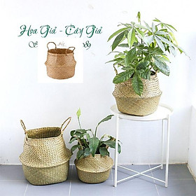 Mua Chậu cói tự nhiên