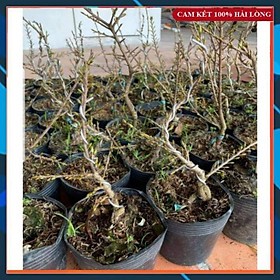 Combo 2 Cây Mai Giảo Thủ Đức 12 cánh Cao 30cm Siêu Đẹp SAMSON GARDEN