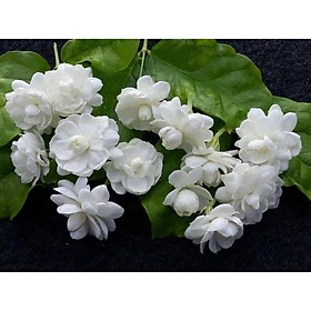 Mua HOA NHÀI TA TRẮNG CỔ