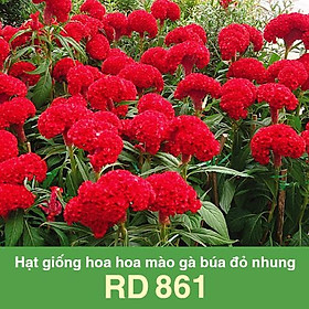 Mua Hạt Giống Hoa Mào Gà Búa Hồng Nhung 0.1 gram