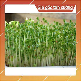 100Gr Hạt Giống Rau Mầm Củ Cải Trắng