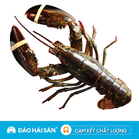 Tôm hùm Alaska Sống Size 500gram/Con
