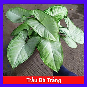 Mua Cây Trầu Bà Trắng - cây cảnh mini để bàn + tặng phân bón cho cây