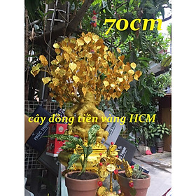 Mua Cây cành vàng lá ngọc lá bồ đề size lớn 70cm đế lư đại