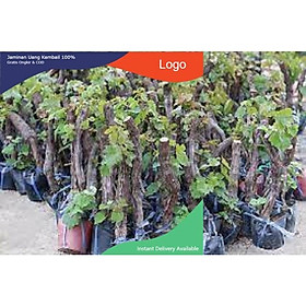 Cây nho ninh thuận NHANH SIÊU QUẢ CHUẨN GIỐNG