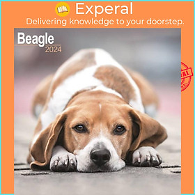 Sách - Beagle Calendar 2024  Square Dog Breed Wall Calendar - 16 Month by  (UK edition, paperback)