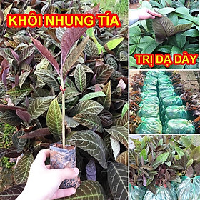 Mua Cây Giống Khôi Nhung Tía Tốt Cho Dạ Dày