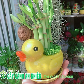 Chậu Trúc Phát Tài Vịt Vàng