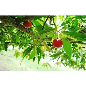 Mua Cây trứng cá giống