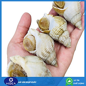 Ốc bulot Pháp ( size 60-80 con) - 1 kg