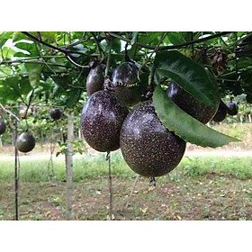 Mua CHANH LEO CHANH DÂY TÍM cây cao  (2 tháng cho trái)