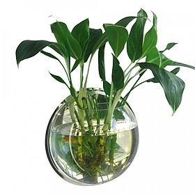 Chậu Cây Gắn Tường Trang Trí
