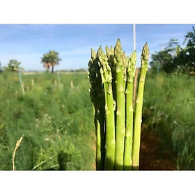 Mua BẦU CÂY GIỐNG MĂNG TÂY XANH 1 NĂM TUỔI  SIÊU NĂNG SUẤT  SIÊU KINH TẾ