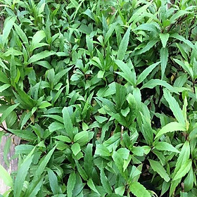 Mua Cây giống mần tưới - kh03dl