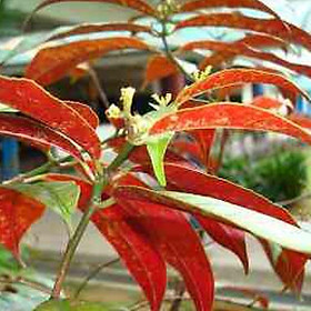 Cây giống lá liễu , cây đơn lá đỏ