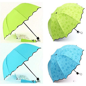 Mua Dù Nở Hoa Khi Gặp Nước Mưa