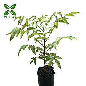 Mua Cây sầu đâu cao khỏe mạnh cao khoảng 40cm