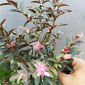 Mua Cây giống Cây ổi rí tím (cao cỡ 50cm)