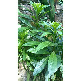 Mua CÂY XƯƠNG SÔNG - CHẬU CÂY GIỐNG + Tặng 01 cây dâu da đất( bòn bon)