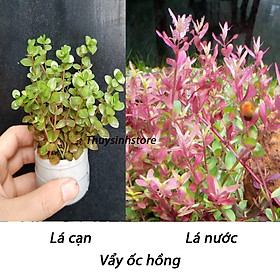 Cây Thủy Sinh VẢY ỐC HỒNG 14 ngọn