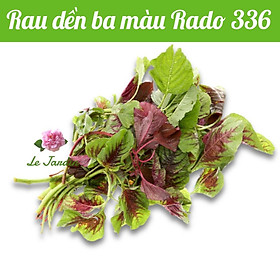 Hạt giống Rau Dền Ba Màu Rado 336 gói 20gr - Sinh trưởng mạnh