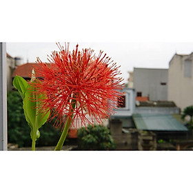 Mua củ hồng tú cầu