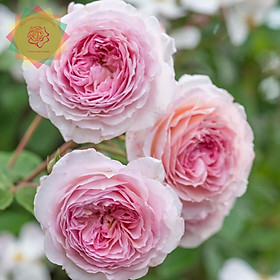 Mua Cây hoa hồng ngoại James Galway (leo) phấn hồng bông lớn siêu đẹp - Hoa hồng Thăng Long Flower