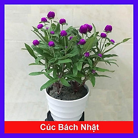 Hình ảnh Hoa Cúc Bách Nhật Đã Có Hoa Và Nụ + tặng phân bón cho cây