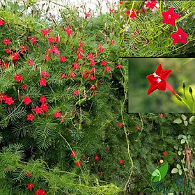 Hạt Giống Hoa Tóc Tiên  dây leo - gói 20 hạt